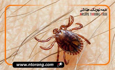 کاهش ۴۰ درصدی شیوع تب کریمه کنگو نسبت به سال قبل